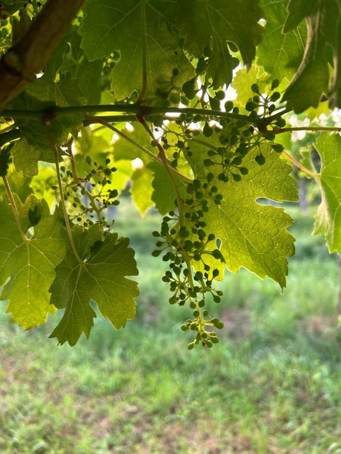 Cruna Di Subida Wine Country House Cormons Bagian luar foto